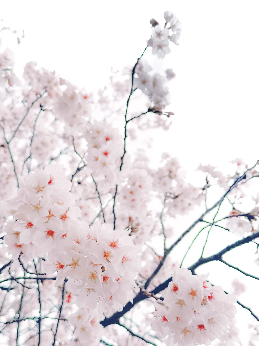 雨波_HaneAme - 原创 雨樱下的约定 [65P,4V-941MB] SELF_S (10).webp